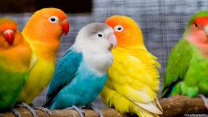 birds-wallpapers-for-desktop-free-download-1462x822